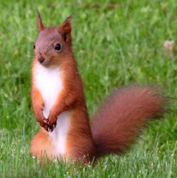 photo of red squirrel