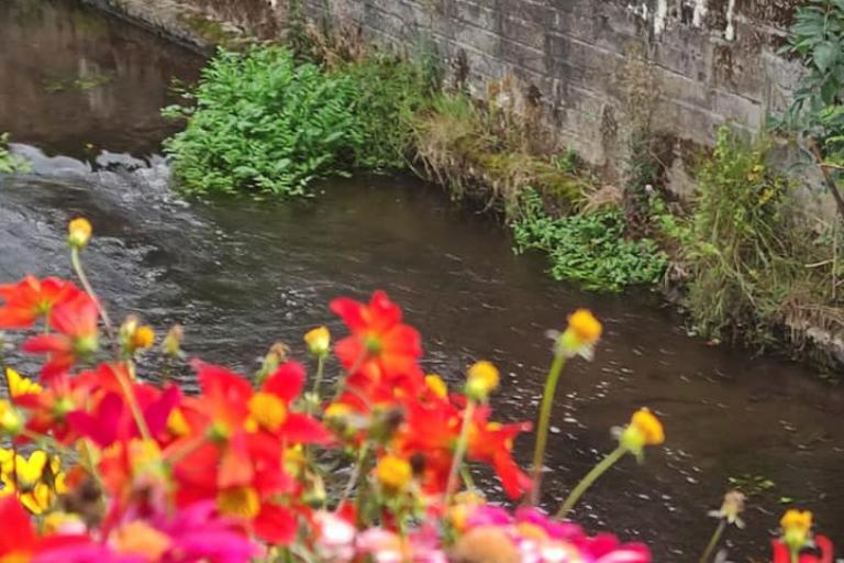 Image of flowers by the river