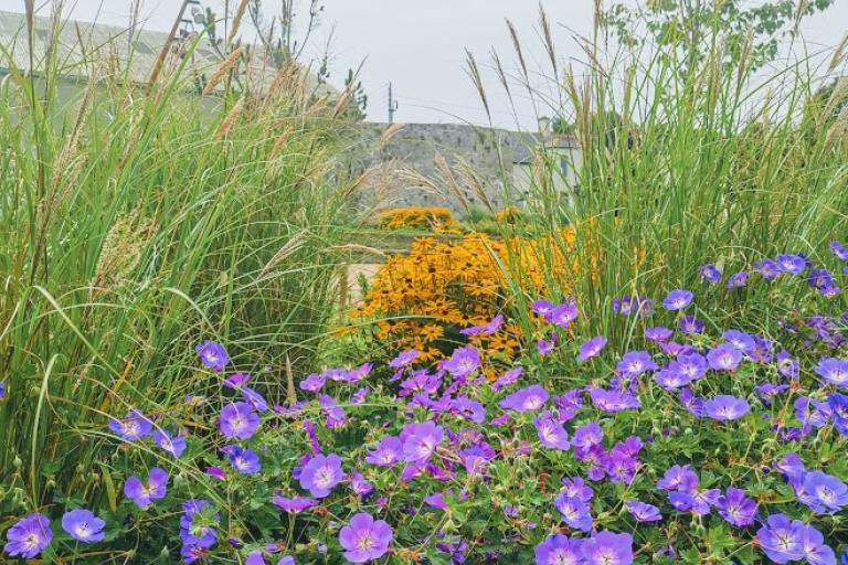 pollinator friendly plants 