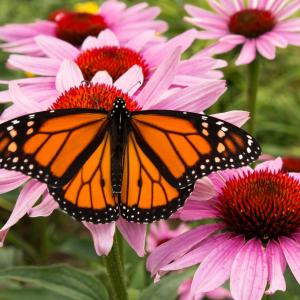 Butterfly on flower