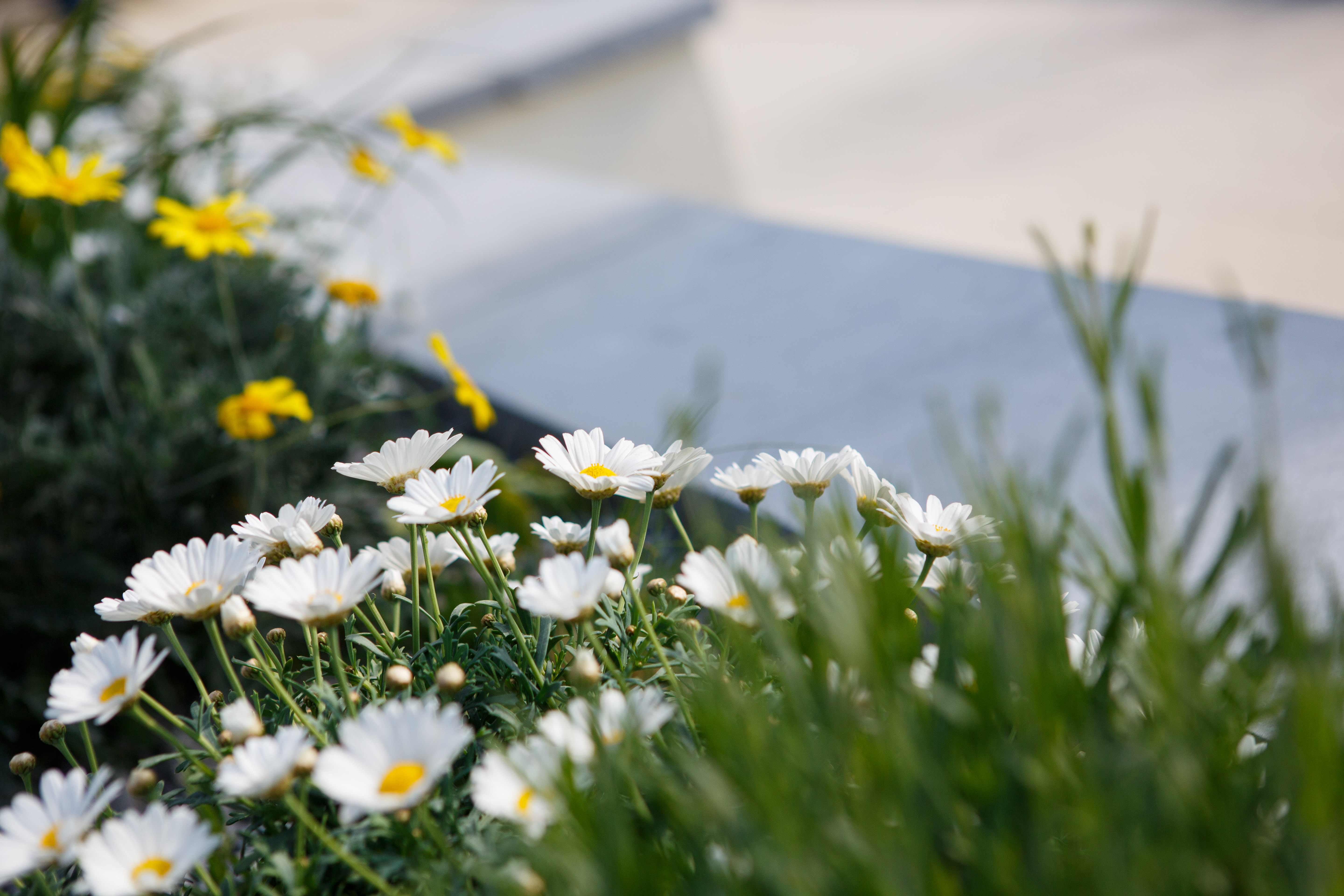 2016 05 12 Portlaoise 1916 Garden 3690