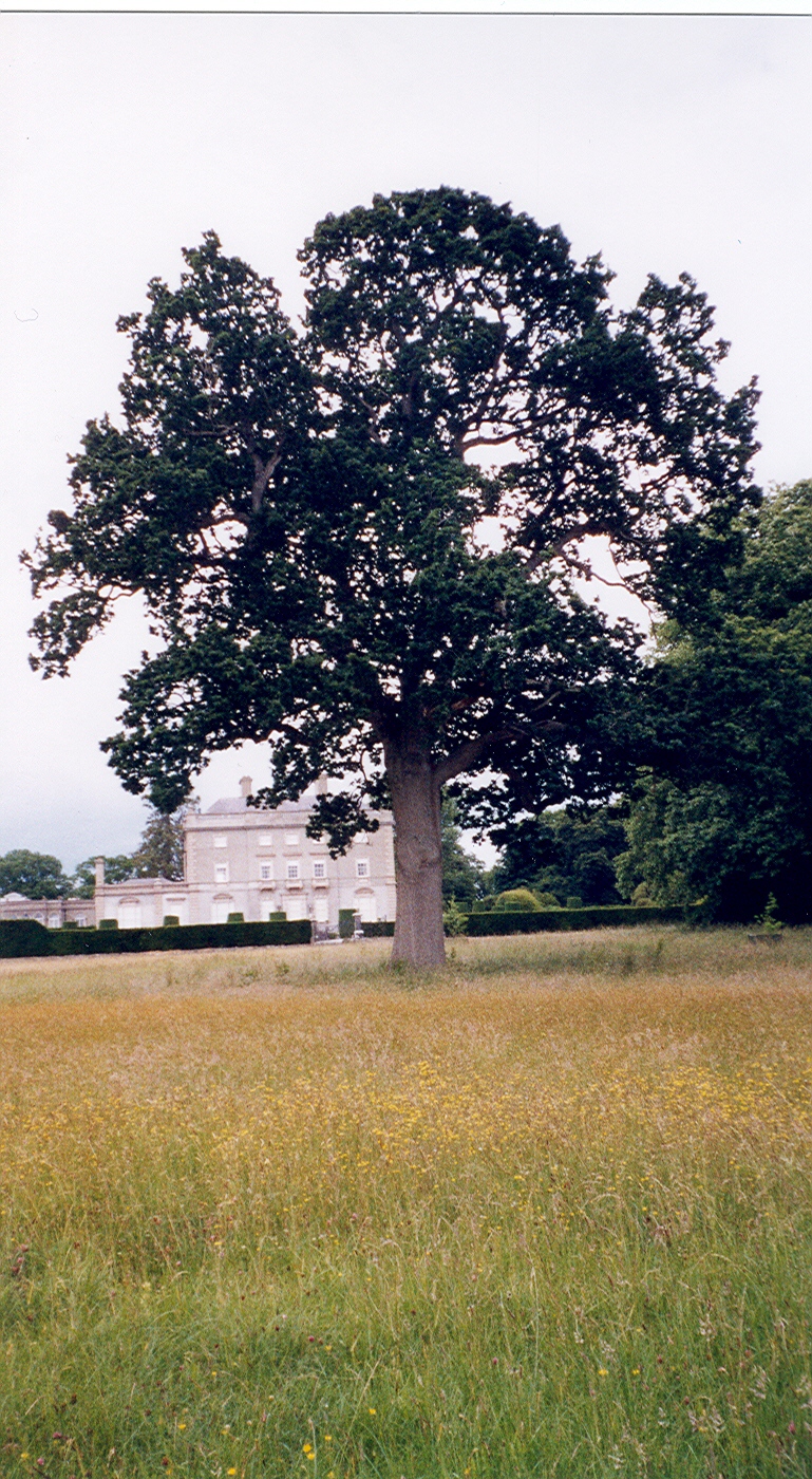 Abbeyleix Estate House Oak Tree June 2004