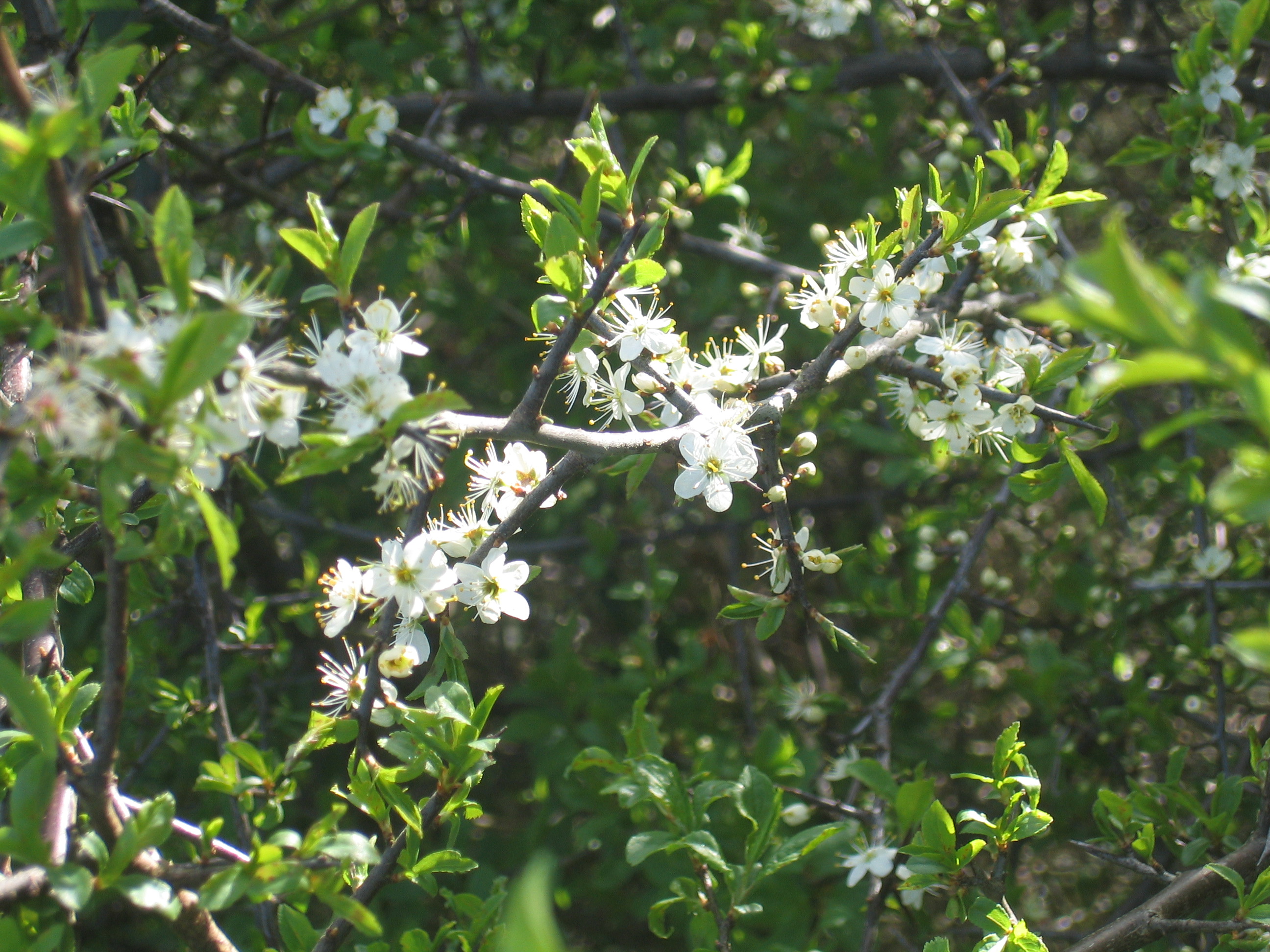 Blackthorn bloosom leaf 5 11 5 05