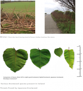 Japanese Knotweed Laois County Council